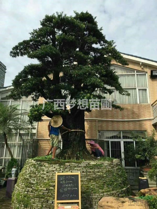造型羅漢松，廣西羅漢松