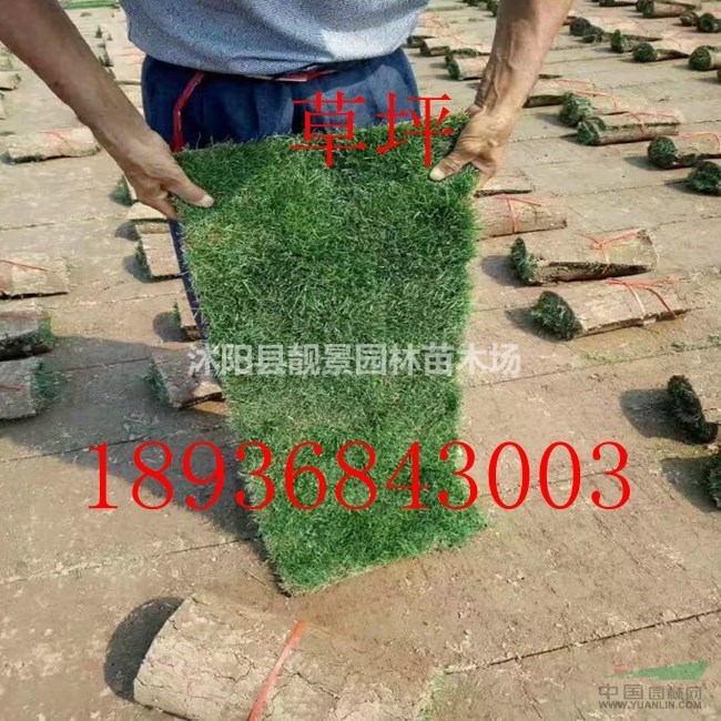 四季青草坪直销,实方四季青草坪,草坪种植方法,