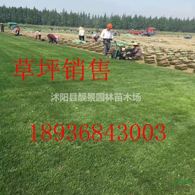 四季青草坪直销,实方四季青草坪,草坪种植方法,