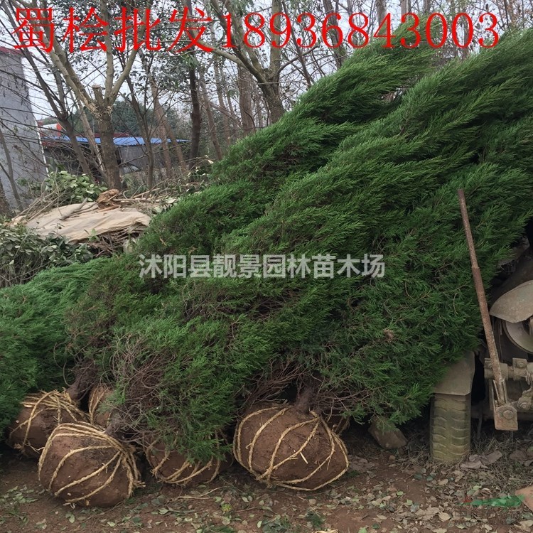 圆柏1.7米高,圆柏种植方法介绍,2018年圆柏基地价格