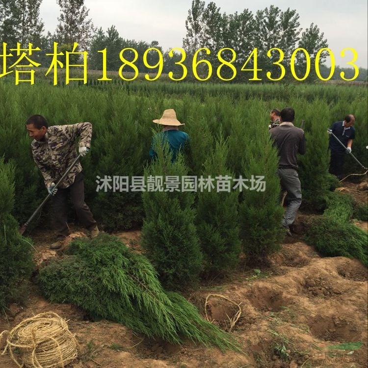 圆柏1.7米高,圆柏种植方法介绍,2018年圆柏基地价格