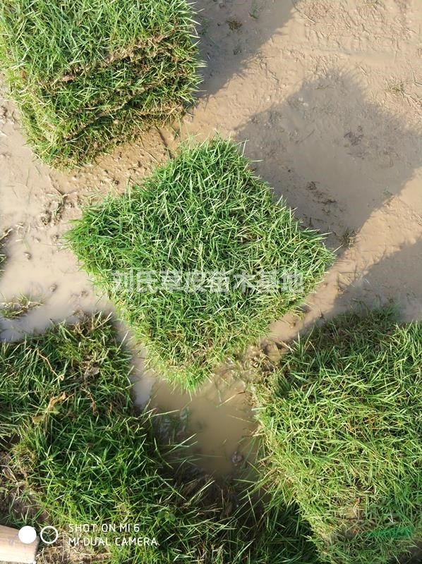 馬尼拉草坪怎么樣才能做到草坪的科學(xué)施肥