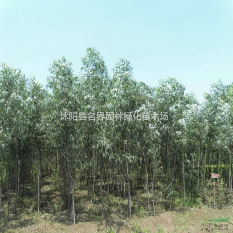 不同種類垂柳的價格