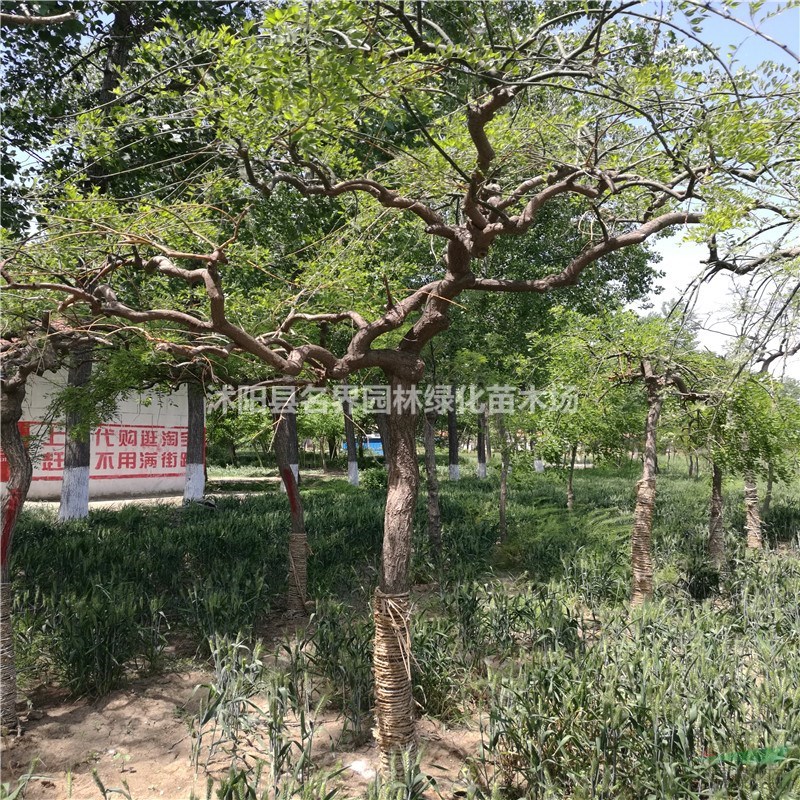 垂槐小苗的最新價格