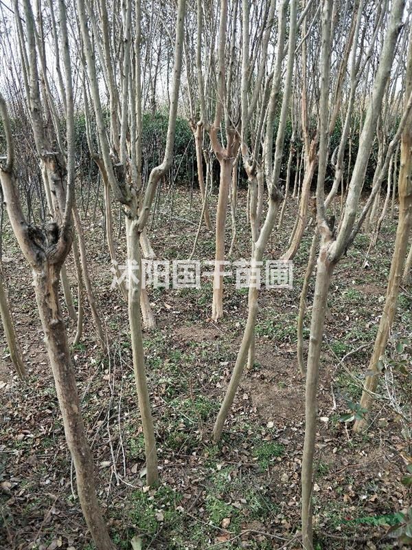 江蘇沭陽國干苗圃供應(yīng)黃揚(yáng)球，烏桕