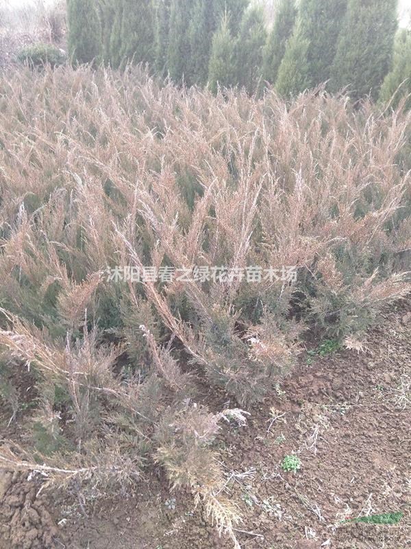 江蘇供應(yīng)沙地柏，鋪地柏數(shù)量大