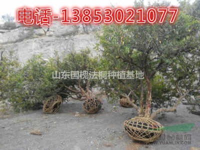 石榴盆景批發(fā)市場