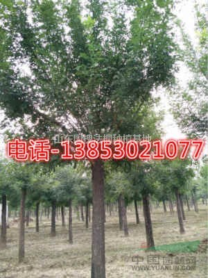 18公分合歡樹精品原生冠種植基地