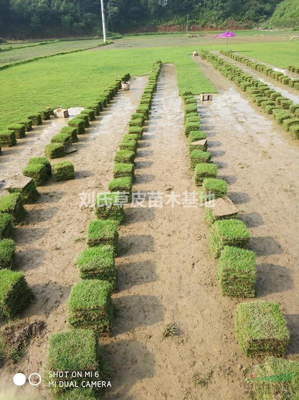 馬尼拉草坪為你講解草坪管理攻略