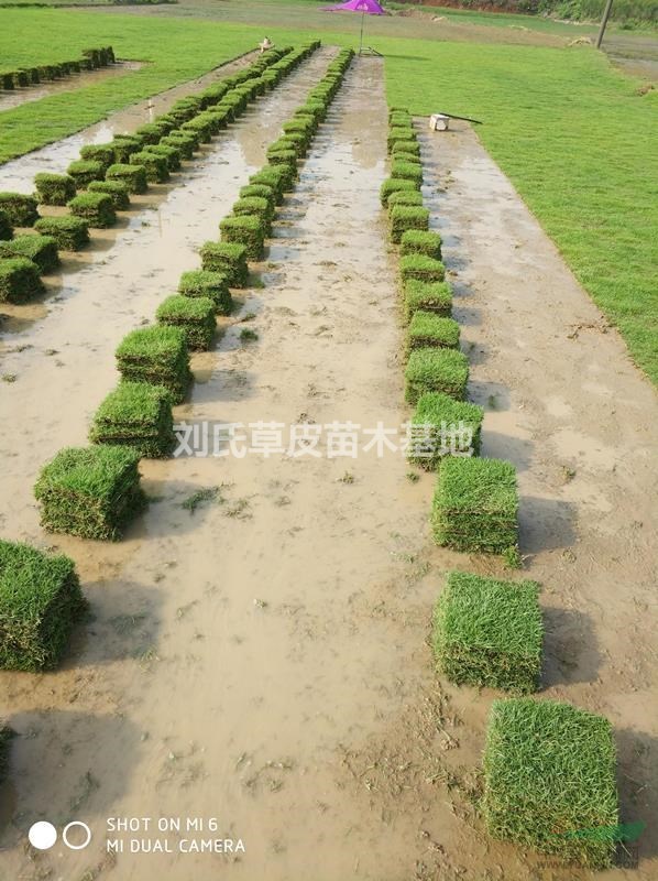馬尼拉草坪說做好草坪苗木秋季防蟲防病等工作