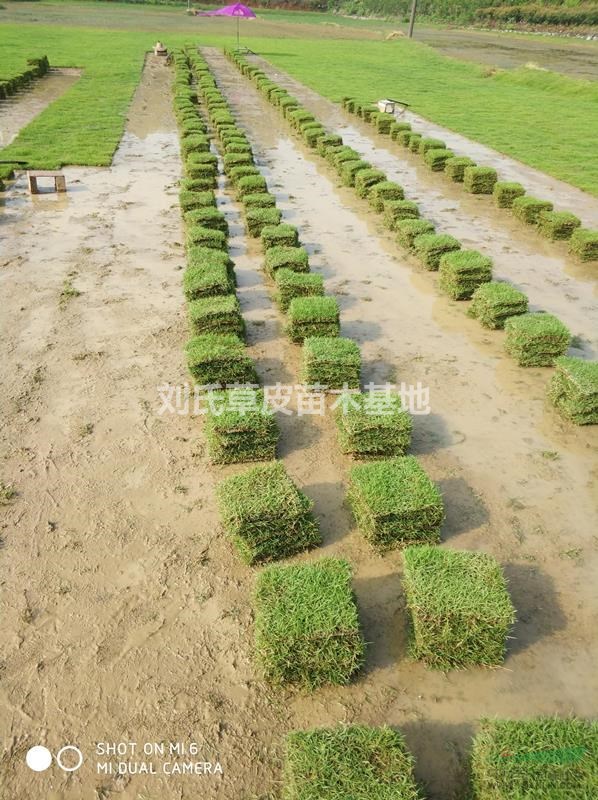 馬尼拉草坪枯草層自然降解知識介紹