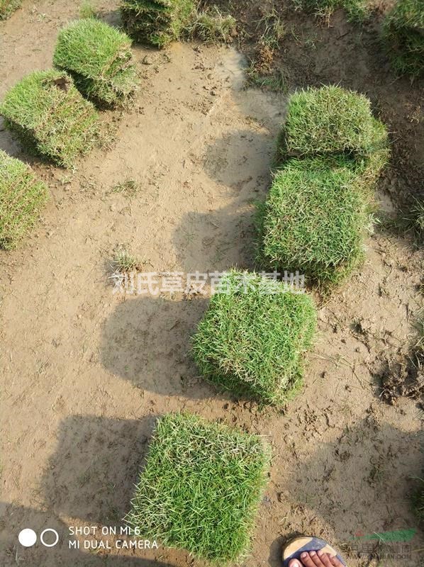 馬尼拉草坪枯草層自然降解知識介紹