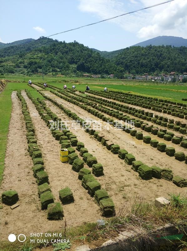 馬尼拉草坪修剪與除草是草坪養(yǎng)護主要步驟