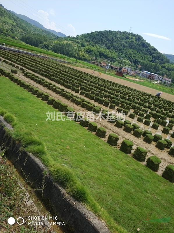 馬尼拉草坪修剪與除草是草坪養(yǎng)護主要步驟