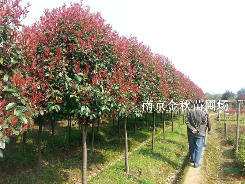 5公分8公分高桿紅葉石楠價格