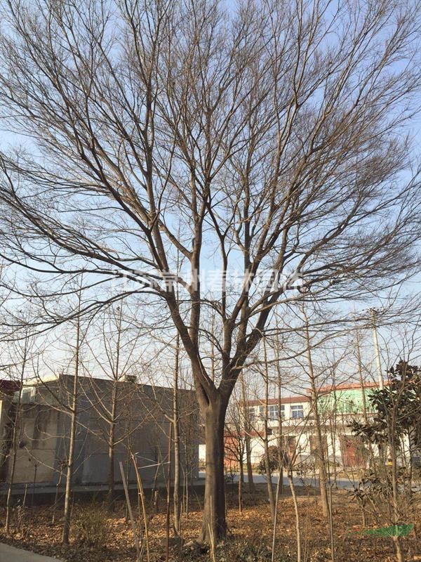江蘇常州春林園林出售樸樹