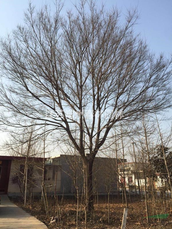 江蘇常州春林園林出售樸樹