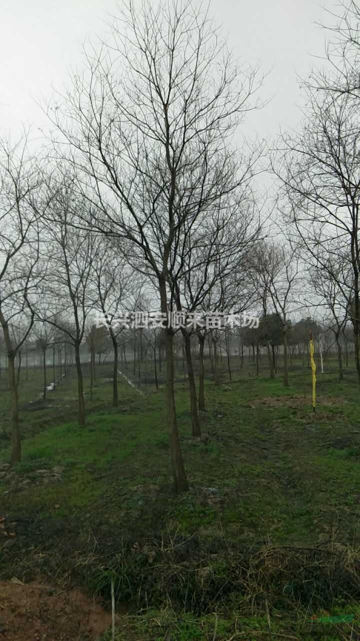 浙江烏桕，精品烏桕