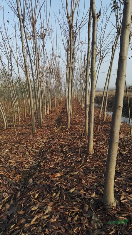 江蘇省盱眙縣鼎立苗木供應(yīng)4-8公分欒樹(shù)2.3萬(wàn)株