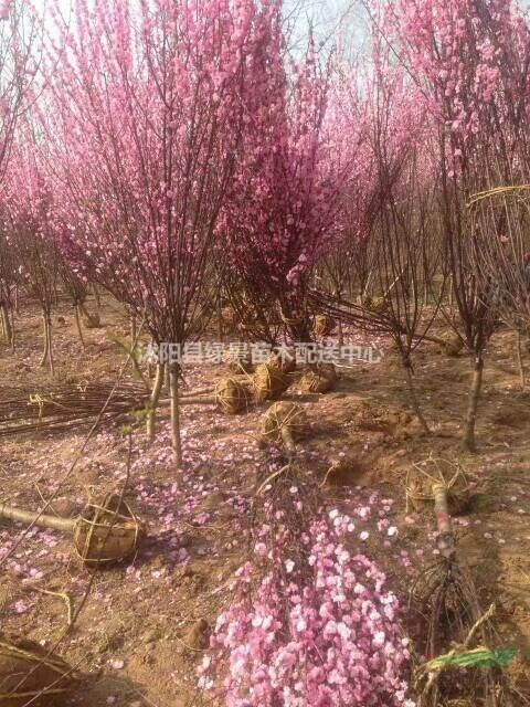 梅花基地，紅梅。榆葉梅，碧桃。美人梅。最新價格原生苗嫁接苗