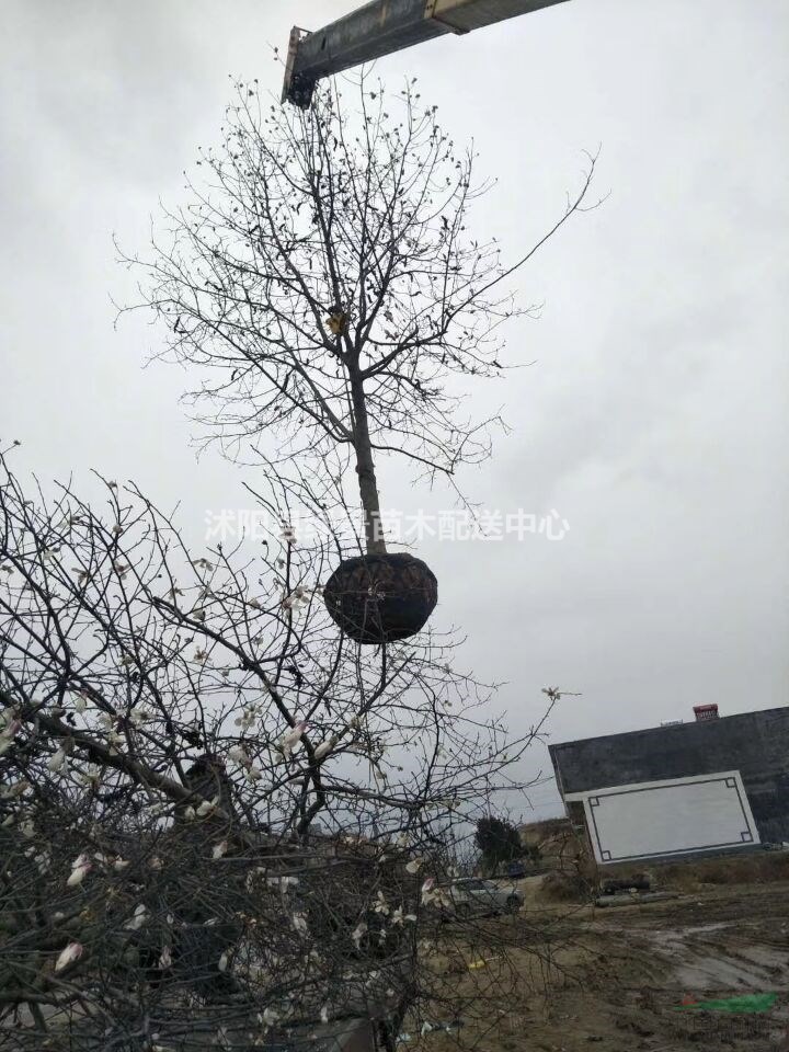 玉蘭基地最新價格紫玉蘭，白玉蘭，二喬玉蘭。望春花最新價格