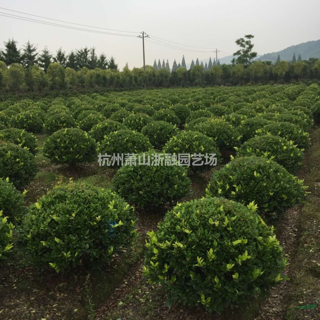 蕭山花木集成供應(yīng)商：水蠟球/紅葉石楠球/金森女貞球/紅繼木球