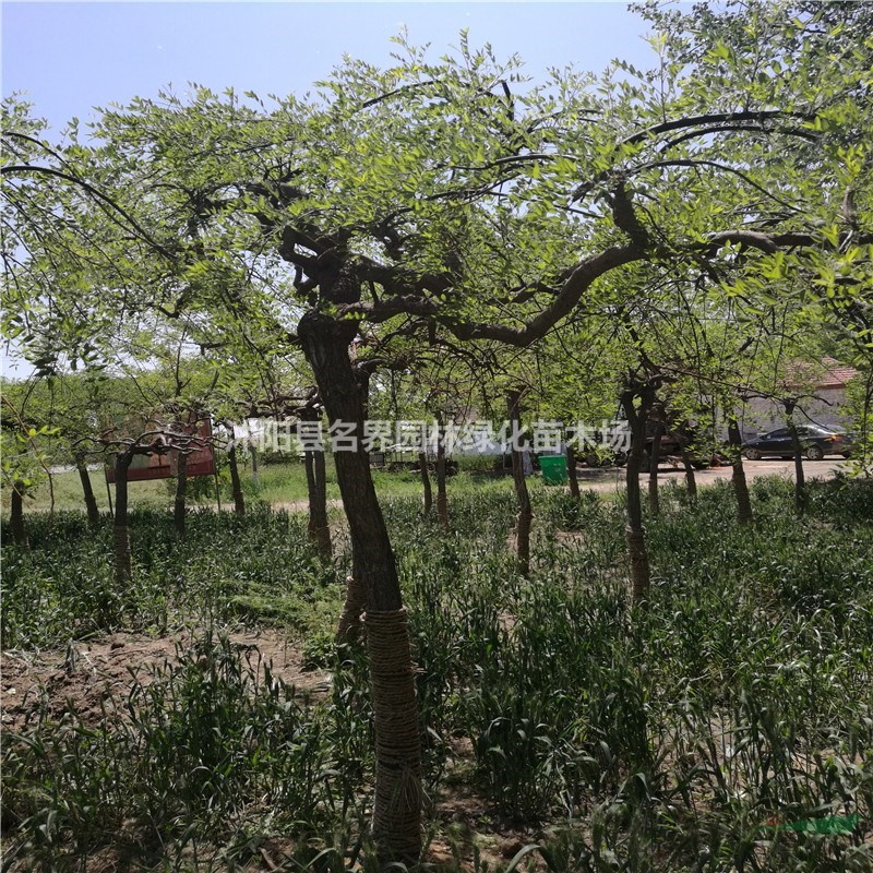 垂槐和龍爪槐有什么區(qū)別
