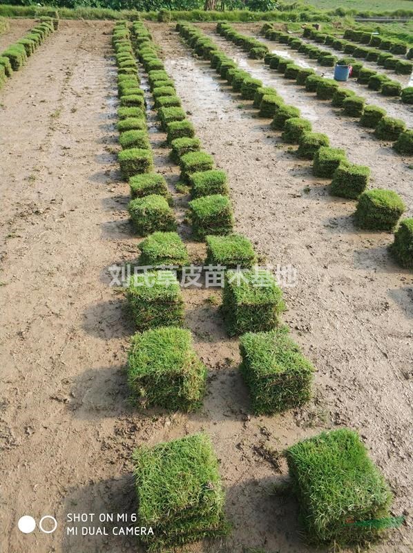 草坪雜草的防除策略