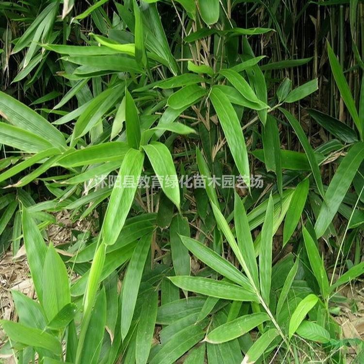 供應箬竹，箬竹產地在哪里