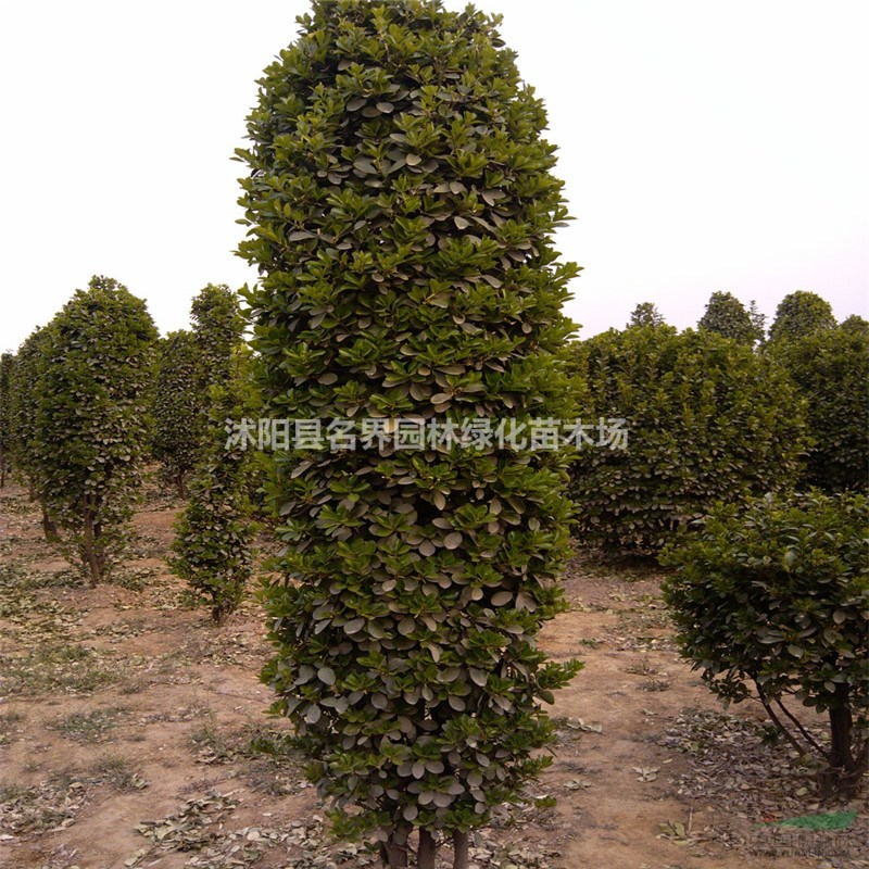 大葉黃楊柱造型價(jià)格