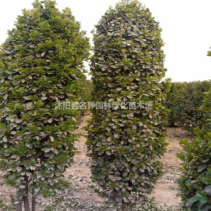 大葉黃楊柱造型價(jià)格
