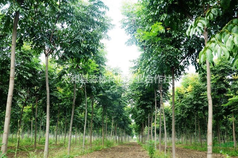 地基大量批發(fā)大葉女貞，法桐，欒樹(shù)，白蠟，國(guó)槐，旱柳，紅葉石楠