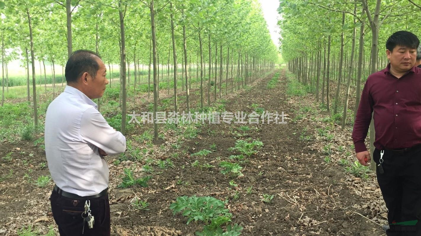 地基大量批發(fā)大葉女貞，法桐，欒樹(shù)，白蠟，國(guó)槐，旱柳，紅葉石楠