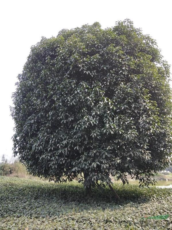 四川成都地區(qū)供應高低桿桂花，叢生桂花，獨干海棠，叢生海棠