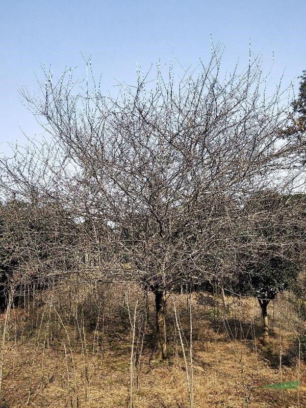 四川成都地區(qū)供應高低桿桂花，叢生桂花，獨干海棠，叢生海棠