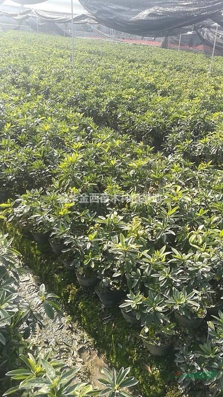 供應(yīng)毛鵑大杯苗