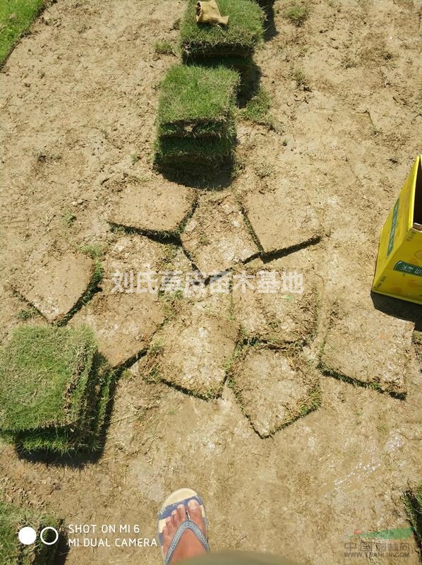 草坪3種問題造成質(zhì)量下降的原因