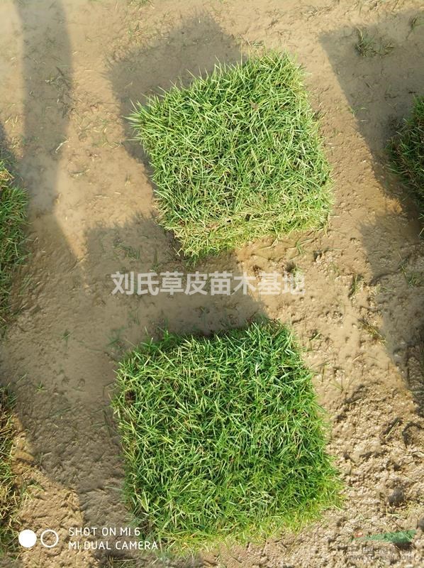 草坪3種問題造成質(zhì)量下降的原因