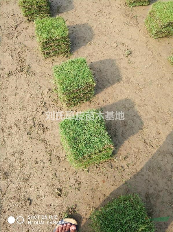 馬尼拉草坪3.4月份易發(fā)生雜草及解決方案