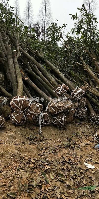 供應大量8-12公分桂花骨架 大量上貨