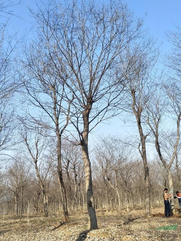 安徽大面積樸樹供應