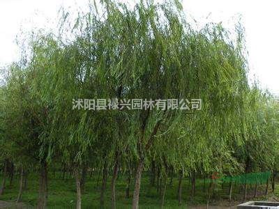 垂柳的價格表 垂柳多少錢 垂柳樹苗