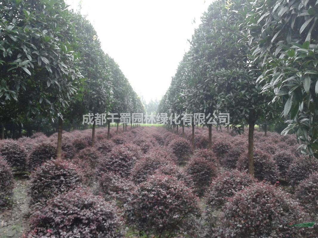 米徑12公分桂花價(jià)格.出售12-15公分桂花.成都桂花種植基