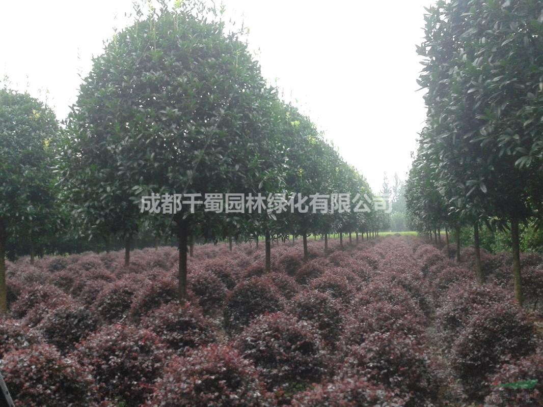 米徑12公分桂花價(jià)格.出售12-15公分桂花.成都桂花種植基