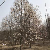 玉蘭基地供應辛夷，望春玉蘭，紅玉蘭，白玉蘭，紫玉蘭