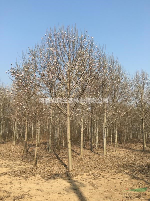 望春玉蘭 高分支 10公分 