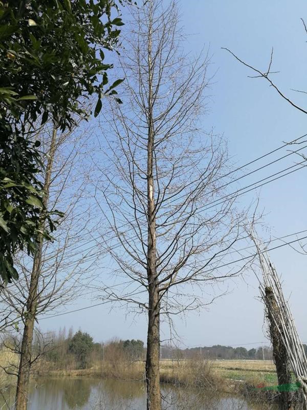 水杉 浙江水杉 價格便宜 樹形好規(guī)格齊全 量大