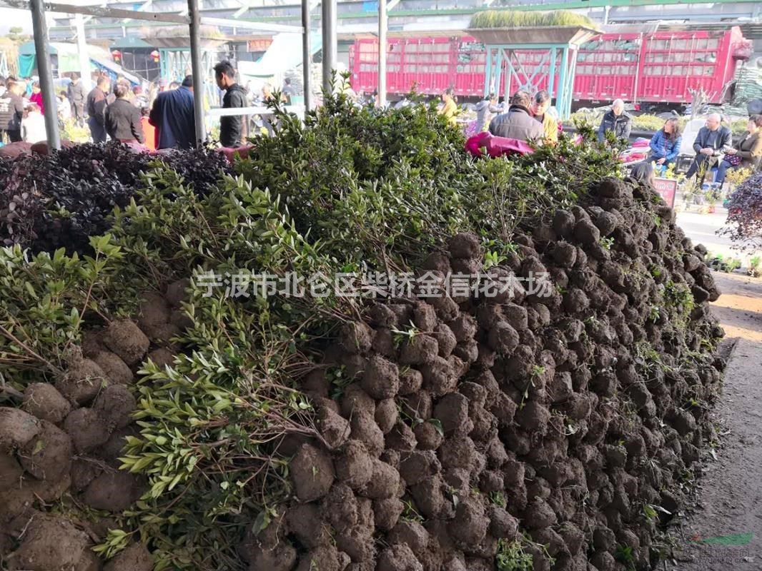 寧波金信苗木 春鵑毛球 浙江花木城現(xiàn)貨