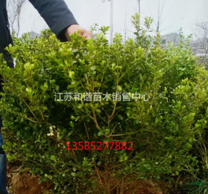 冠幅1.5米瓜子黃楊球基地報(bào)價(jià)