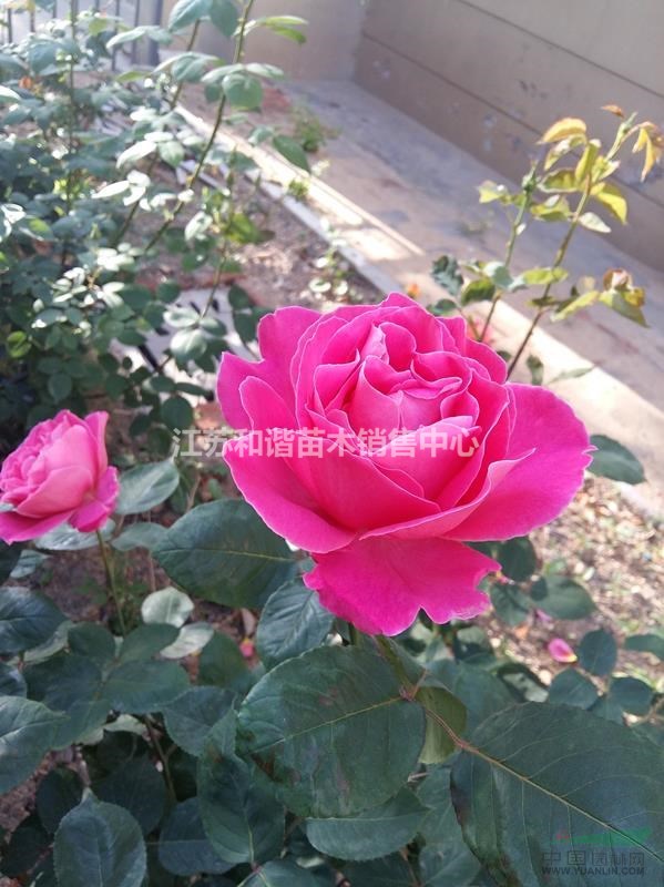 薔薇價格30公分薔薇批發(fā)價格40公分薔薇基地價格介紹